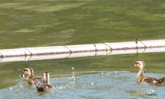 お魚ゲットを見守る親ガモ