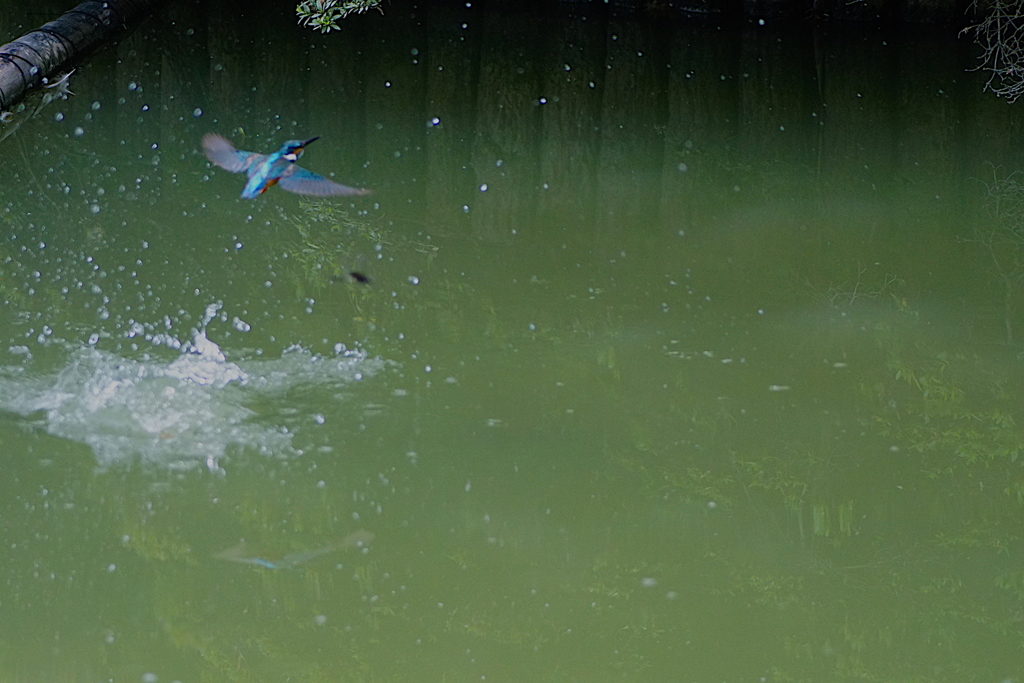 カワセミくん　大阪／千里