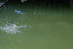 カワセミくん　大阪／千里