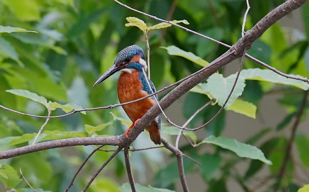 背筋伸ばすカワセミくん