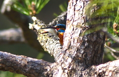 お魚くわえたカワセミくん