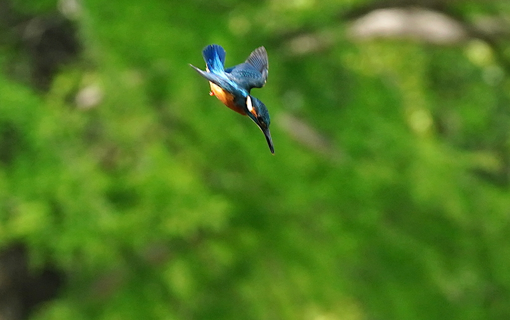 いざ　飛び込みへ