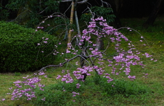 枝垂れ