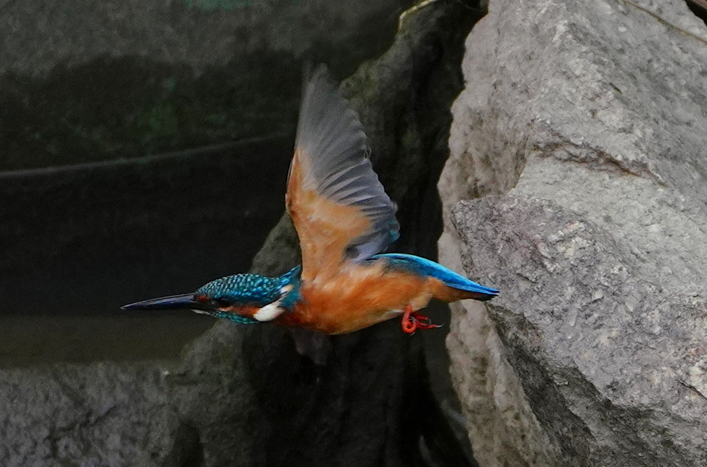 飛び出しなう　　大阪／堺・大和川