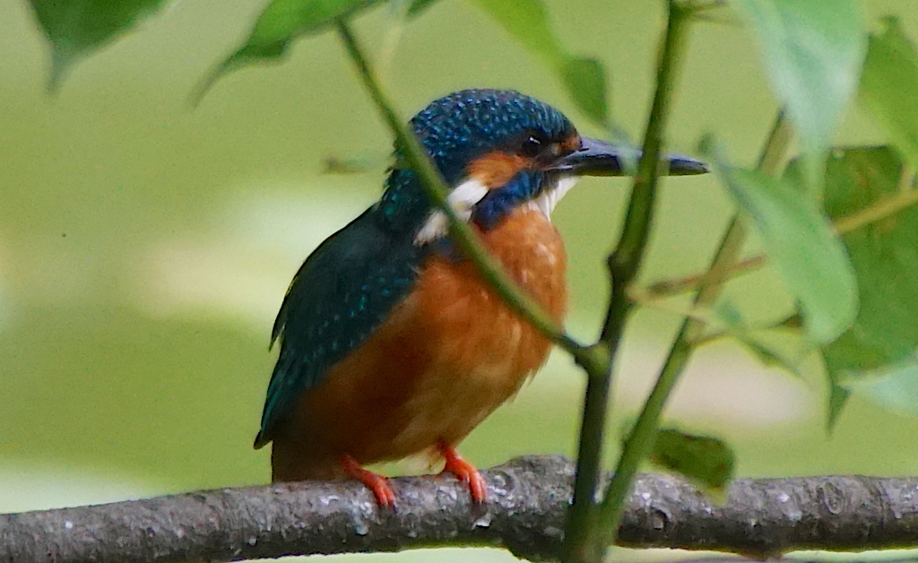 カワセミくん（♂）幼鳥　大阪／天王寺