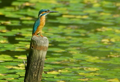 杭にカワセミくん