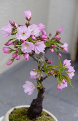 一才桜