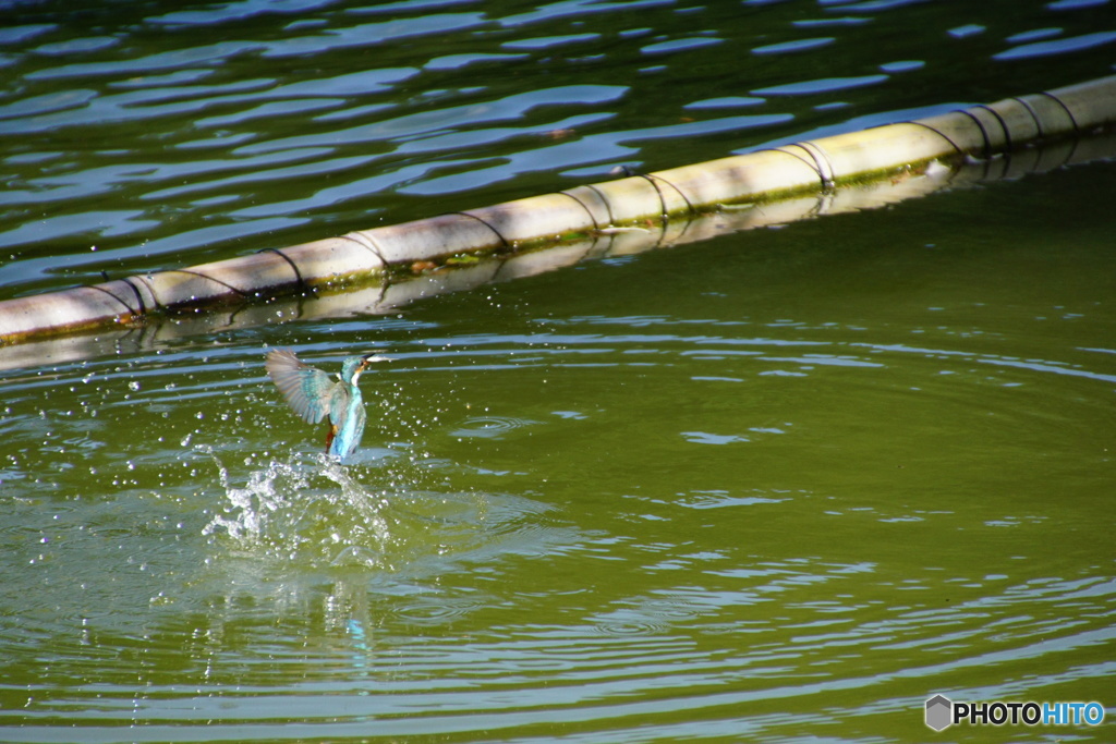 捕食なカワセミちゃん