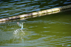 捕食なカワセミちゃん