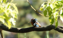 カワセミちゃん