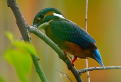 カワセミくん枝に