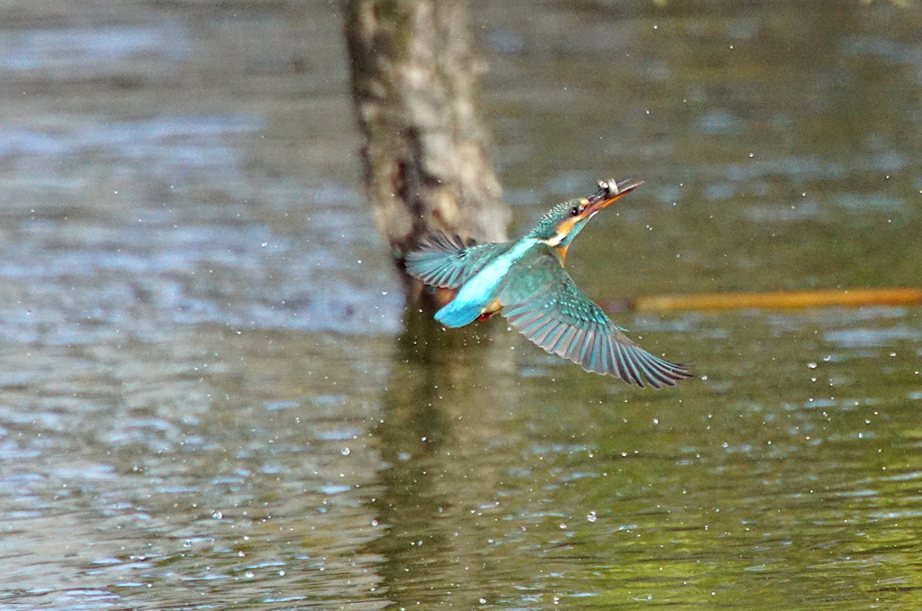 カワセミちゃん（♀）大阪／旭区