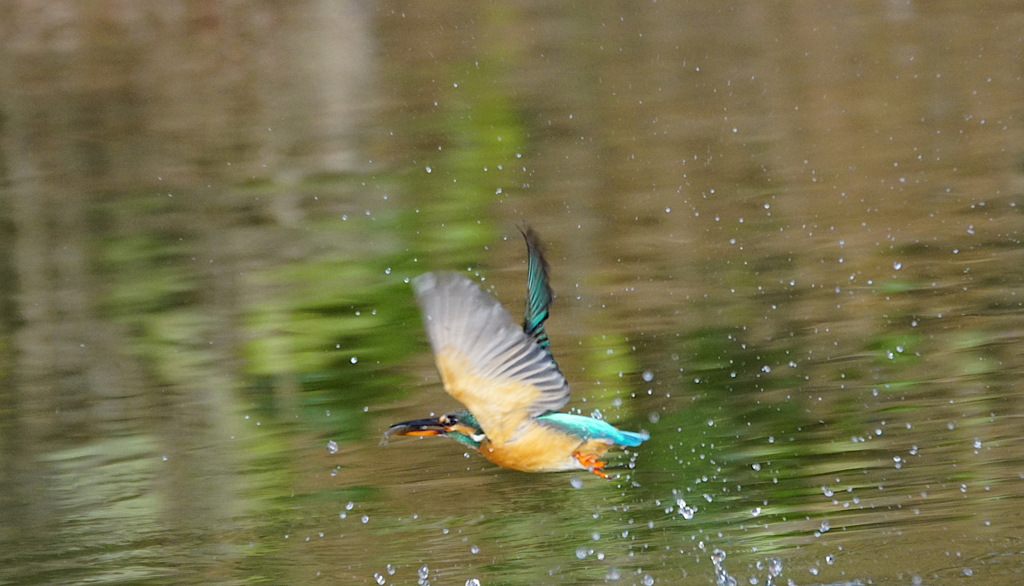 カワセミちゃん