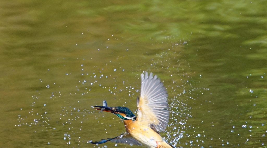 カワセミちゃん（♀）大阪／旭