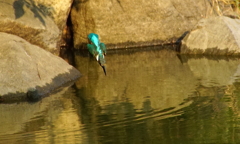 カワセミくん突入