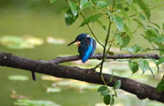 カワセミくん（♂）幼鳥　大阪／天王寺