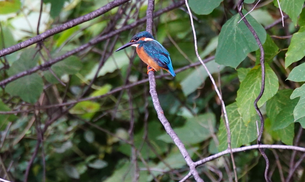 カワセミくん（大阪／千里）