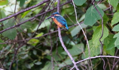 カワセミくん（大阪／千里）