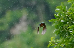 雨降る中、高枝から飛び去りなカワセミくん♂   大阪／阿倍野