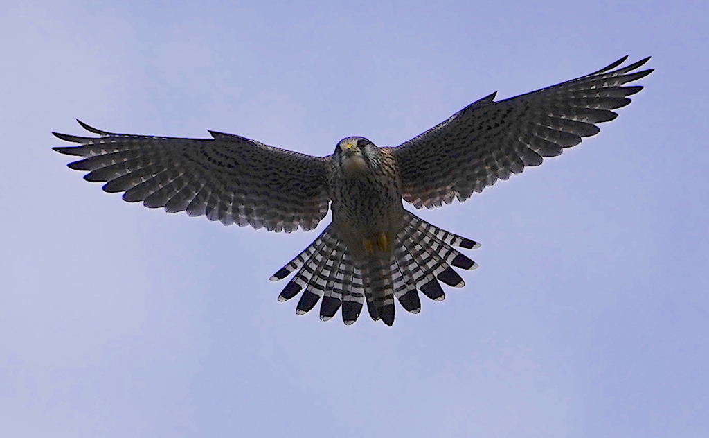 羽ばたくチョウゲンボウくん　　東大阪／恩智川