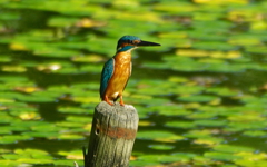 カワセミくん（大阪／天王寺）