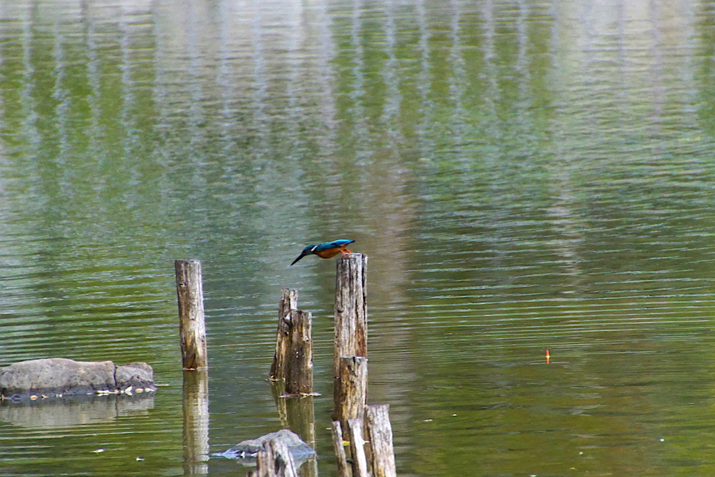 カワセミくん（大阪／城北）