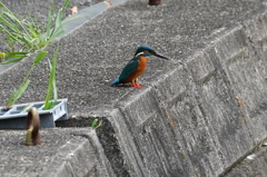 カワセミくん獲物探し