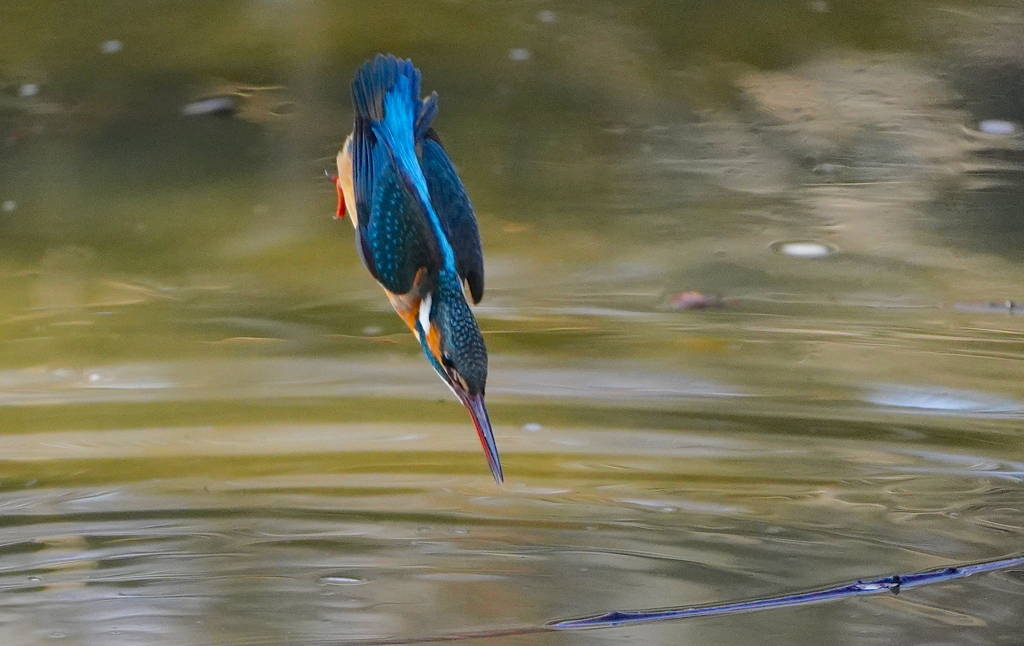 飛び込みへ、、、、
