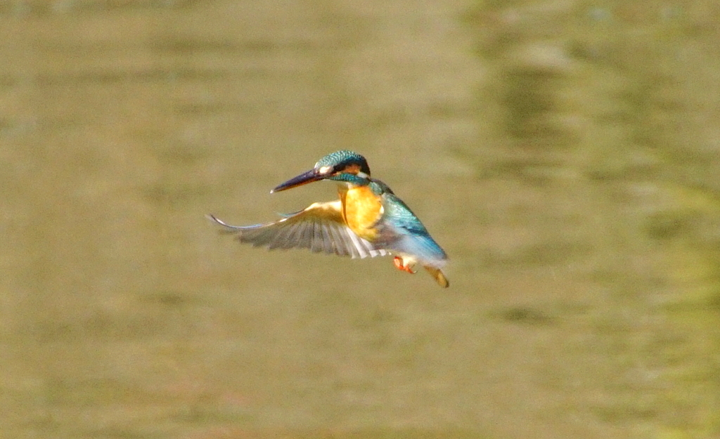 ホバリングなカワセミくん