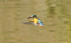 ホバリングなカワセミくん