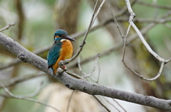 枝にカワセミくん♂