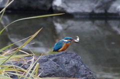 お魚くわえたカワセミ