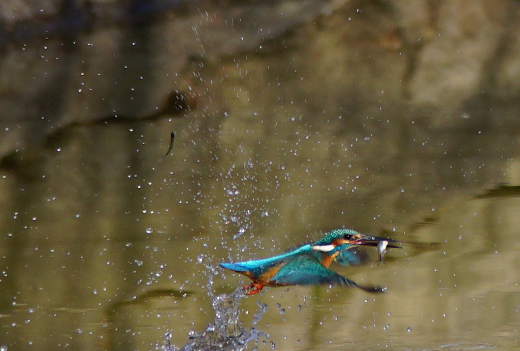 カワセミちゃんお魚ゲット