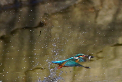 カワセミちゃんお魚ゲット