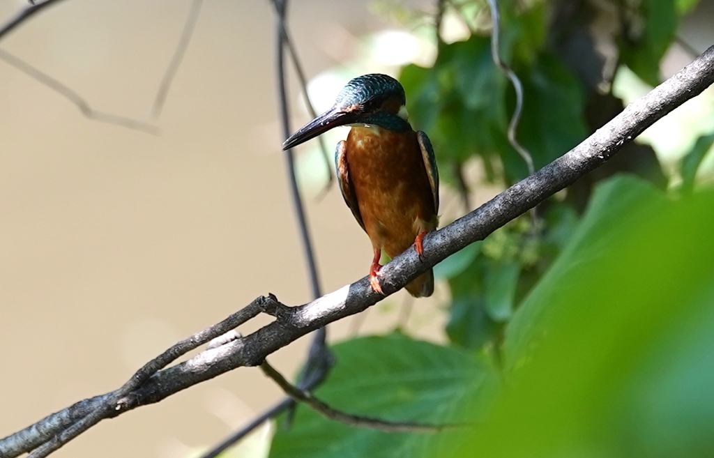 枝にカワセミくん♂   大阪◇豊中千里