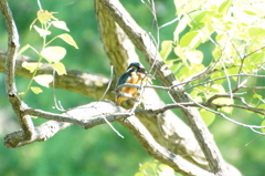 カワセミちゃん