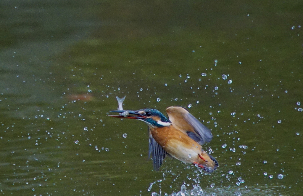 お魚キャッチなう