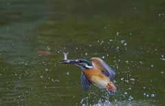 お魚キャッチなう