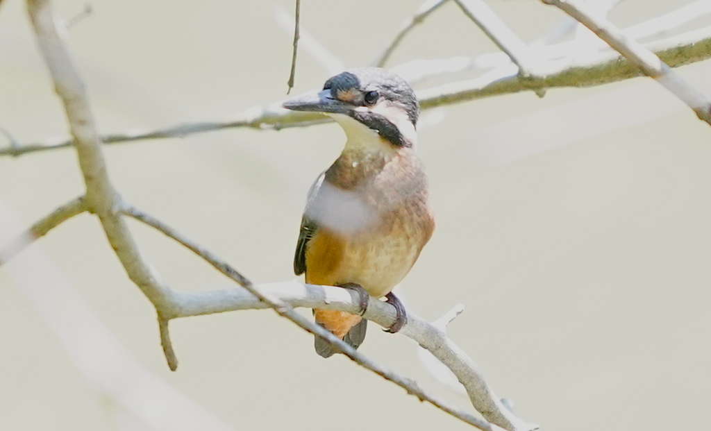 枝にカワセミ幼鳥ちゃん　　　大阪／豊中千里