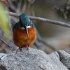 下方注視なカワセミくん♂    大阪／旭区