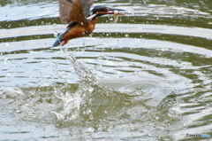 カワセミちゃんお魚ゲット