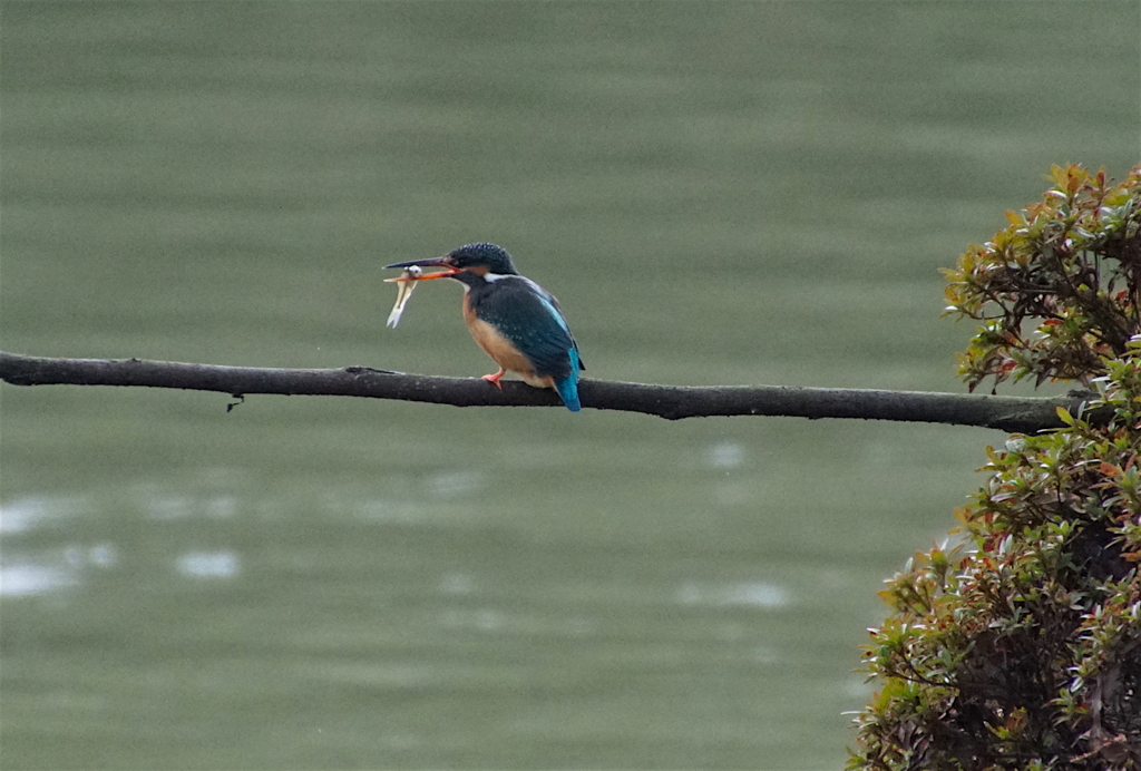 お食事中／カワセミちゃん