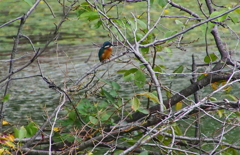カワセミくん（大阪／天王寺）