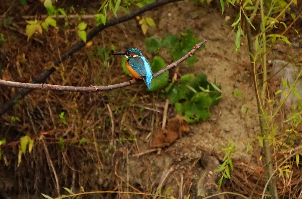 カワセミくん（大阪／城北公園）
