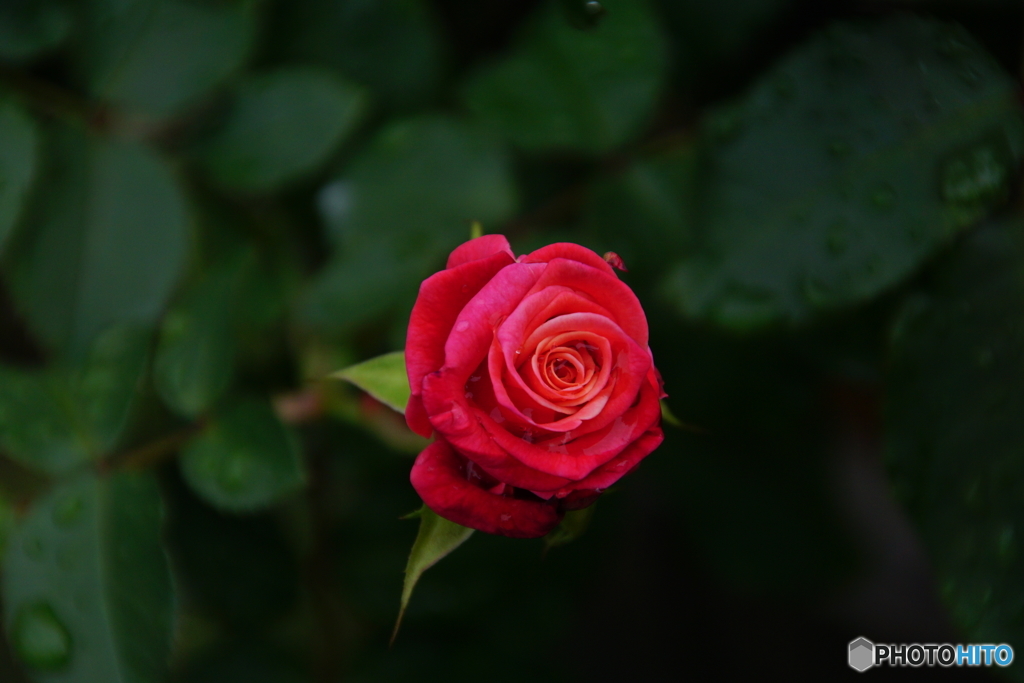薔薇