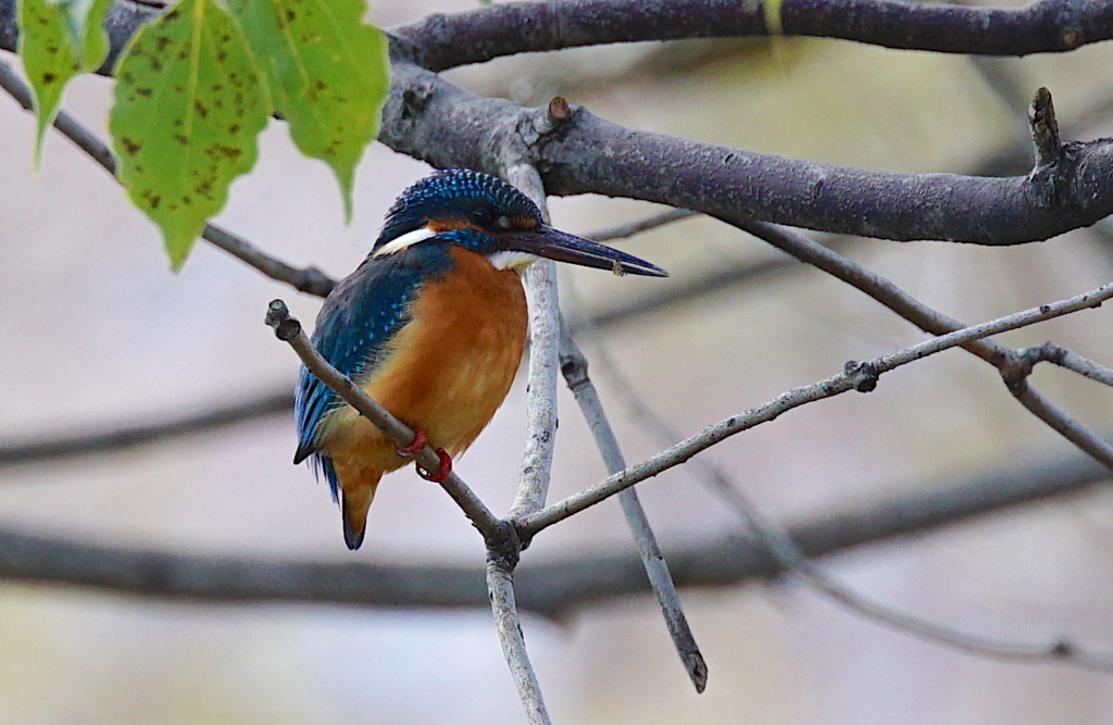 カワセミくん♂  大阪／千里