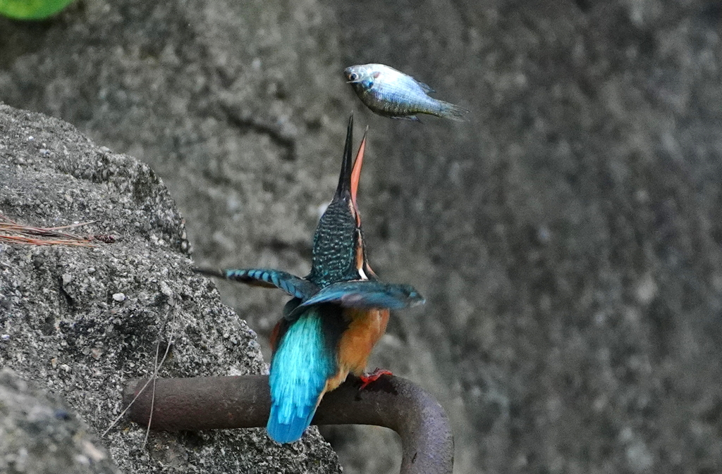 採ったお魚放り上げ