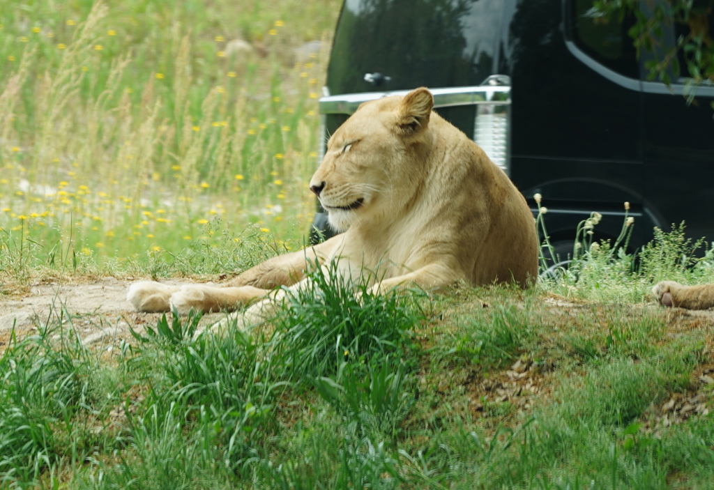 サファリパーク　ライオン