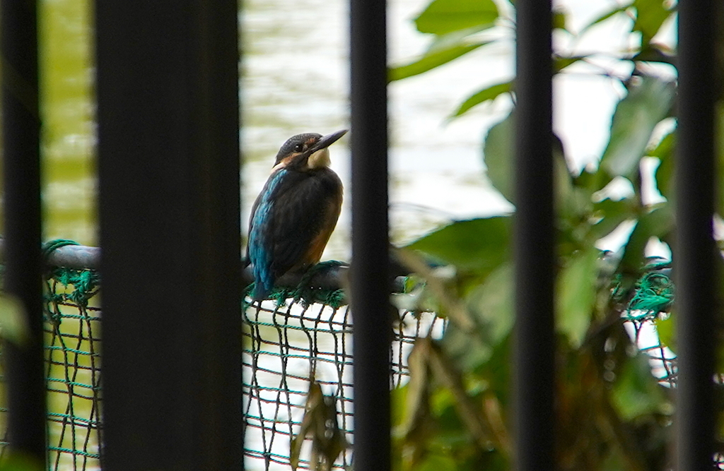 幼鳥カワセミちゃん　　大阪◇吹田千里