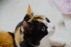 三毛猫さま
